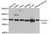 Anti CD184 / CXCR4 Antibody thumbnail image 1