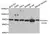 Anti CD184 / CXCR4 Antibody thumbnail image 1