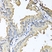 Anti CD184 / CXCR4 Antibody thumbnail image 2