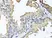 Anti CD184 / CXCR4 Antibody thumbnail image 2