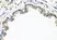 Anti CD184 / CXCR4 Antibody thumbnail image 3