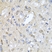 Anti CD184 / CXCR4 Antibody thumbnail image 4