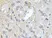 Anti CD184 / CXCR4 Antibody thumbnail image 4