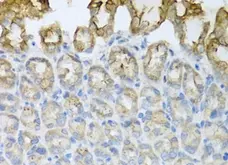Anti CD184 / CXCR4 Antibody gallery image 5
