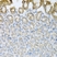 Anti CD184 / CXCR4 Antibody thumbnail image 5