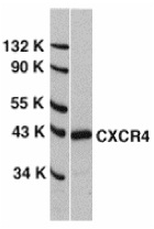 Anti Human CD184 / CXCR4 Antibody gallery image 1