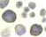 Anti Human CD184 / CXCR4 Antibody thumbnail image 2
