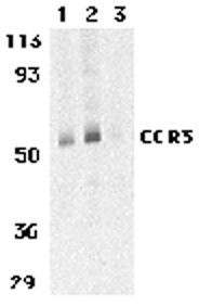 Anti Human CD193 Antibody gallery image 1