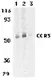 Anti Human CD193 Antibody thumbnail image 1