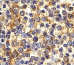 Anti Human CD193 Antibody gallery image 2