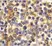 Anti Human CD193 Antibody thumbnail image 2
