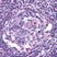 Anti Human CD195 (CCR5) Antibody thumbnail image 1