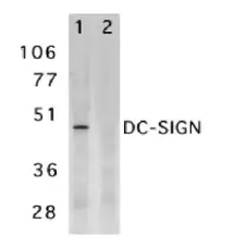 Anti Human CD209 Antibody gallery image 1