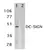 Anti Human CD209 Antibody thumbnail image 1