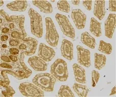 Anti Human CD209 Antibody gallery image 2