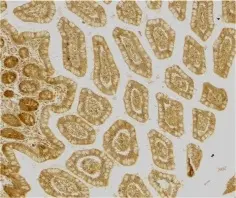Anti Human CD209 Antibody gallery image 2