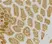 Anti Human CD209 Antibody thumbnail image 2