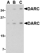 Anti Human CD234 (C-Terminal) Antibody gallery image 1