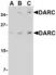 Anti Human CD234 (C-Terminal) Antibody thumbnail image 1