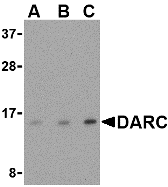 Anti Human CD234 (N-Terminal) Antibody gallery image 1