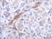 Anti Human CD253 Antibody thumbnail image 1
