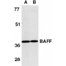 Anti Human CD257 Antibody gallery image 1