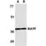 Anti Human CD257 Antibody thumbnail image 1