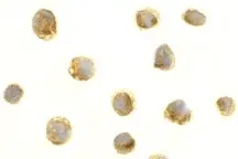 Anti Human CD257 Antibody gallery image 2