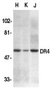 Anti Human CD261 (N-Terminal) Antibody thumbnail image 1