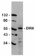 Anti Human CD261 (C-Terminal) Antibody thumbnail image 1