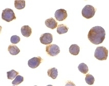 Anti Human CD261 (C-Terminal) Antibody gallery image 2