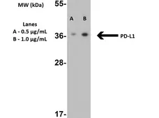 Anti Human CD274 Antibody gallery image 1