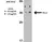 Anti Human CD274 Antibody thumbnail image 1