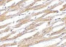 Anti Human CD274 Antibody gallery image 2