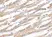 Anti Human CD274 Antibody thumbnail image 2