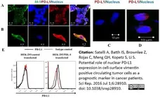 Anti Human CD274 Antibody gallery image 3
