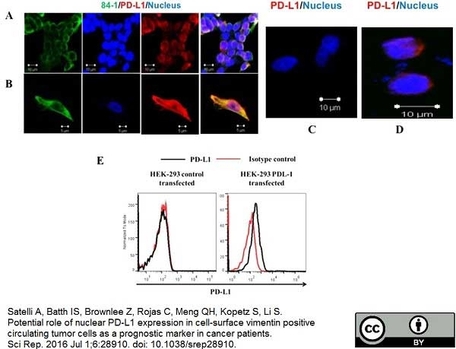 Anti Human CD274 Antibody | Bio-Rad