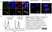 Anti Human CD274 Antibody thumbnail image 3