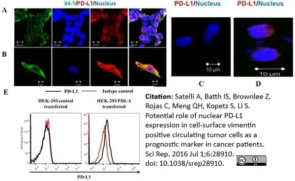 Anti Human CD274 Antibody gallery image 3