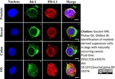 Anti Human CD274 Antibody gallery image 4