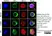 Anti Human CD274 Antibody thumbnail image 4