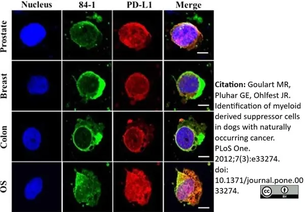 Anti Human CD274 Antibody gallery image 4