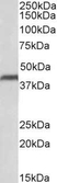 Anti Human CD274 (C-Terminal) Antibody thumbnail image 1
