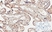 Anti Human CD274 (C-Terminal) Antibody thumbnail image 2