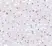 Anti Human CD279 (C-Terminal) Antibody thumbnail image 2