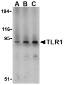 Anti Human CD281 (N-Terminal) Antibody gallery image 1