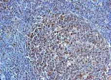 Anti Human CD284 (N-Terminal) Antibody gallery image 1