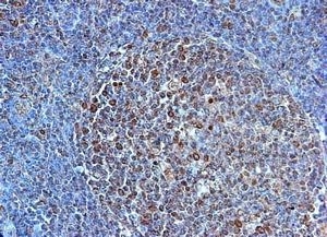 Anti Human CD284 (N-Terminal) Antibody gallery image 1