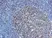 Anti Human CD284 (N-Terminal) Antibody thumbnail image 1