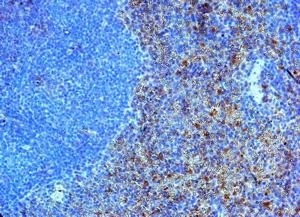 Anti Human CD284 (N-Terminal) Antibody gallery image 2